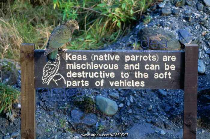 : KEA (Nestor notabilis). New Zealand