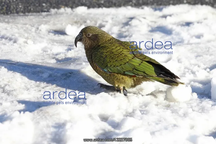 : Kea, New Zealand Alpine Parrot (Nestor notabilis) : Kea, New Zealand Alpine Parrot (Nestor notabilis)
