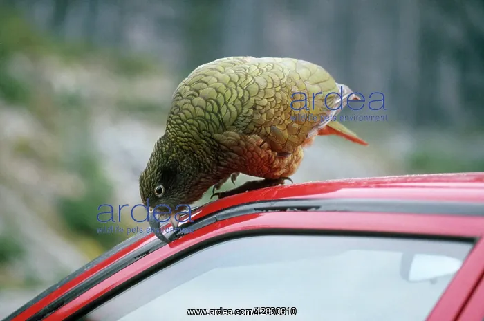 : KEA - nibbling rubber on car : KEA - nibbling rubber on car