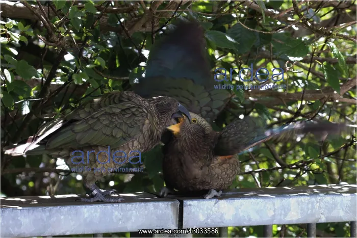 : Kea - At the Otira Gorge lookout - South Island : Kea - At the Otira Gorge lookout - South Island