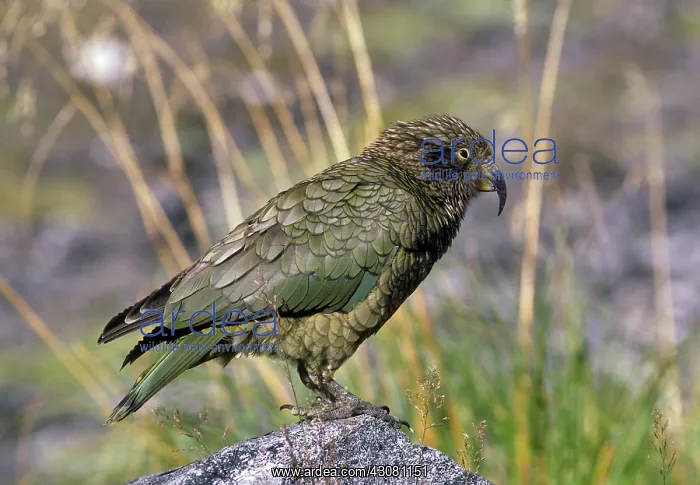 : Kea Parrot : Kea Parrot