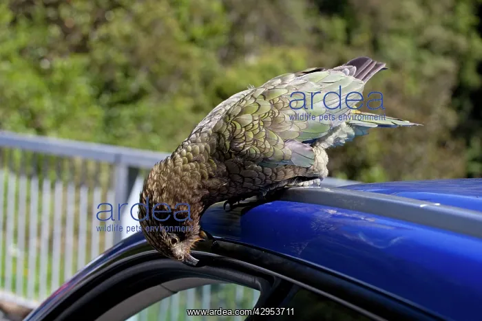 : Kea - tearing at rubber piping on vehicle : Kea - tearing at rubber piping on vehicle