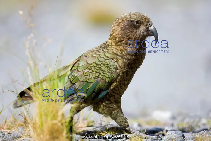: Kea - walking on rocky terrain looking curiously around : Kea - walking on rocky terrain looking curiously around