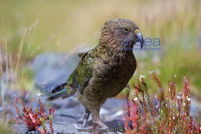 : Kea - walking on rocky terrain looking curiously around : Kea - walking on rocky terrain looking curiously around