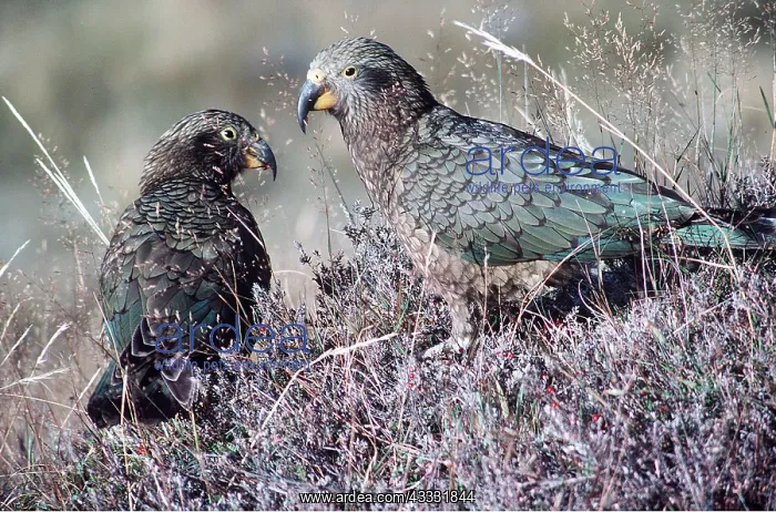 : KEA - x two : KEA - x two