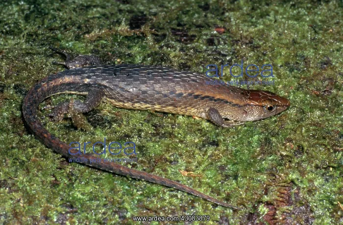 : Keel-bellied Shade Lizard : Keel-bellied Shade Lizard