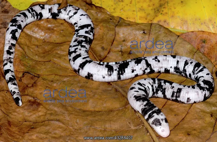 : The Keel-bellied Shade Lizard (Alopoglossus atriventris) : The Keel-bellied Shade Lizard (Alopoglossus atriventris)
