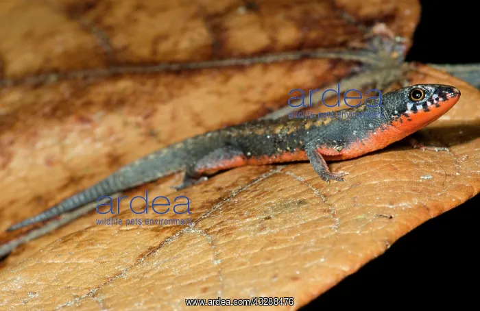 : The Keel-bellied Shade Lizard (Alopoglossus atriventris) : The Keel-bellied Shade Lizard (Alopoglossus atriventris)