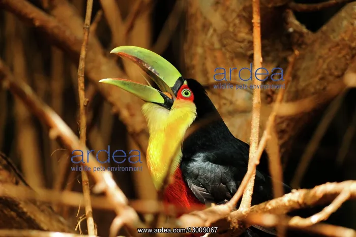 : Keel-billed / Sulfur-breasted / Rainbow-billed Toucan : Keel-billed / Sulfur-breasted / Rainbow-billed Toucan