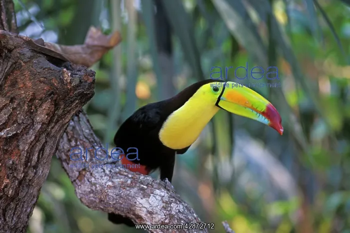 : Keel-billed / Sulphur-Breasted Toucan : Keel-billed / Sulphur-Breasted Toucan