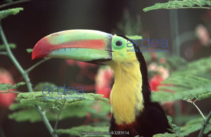 : Keel-Billed / Sulphur-Breasted TOUCAN : Keel-Billed / Sulphur-Breasted TOUCAN
