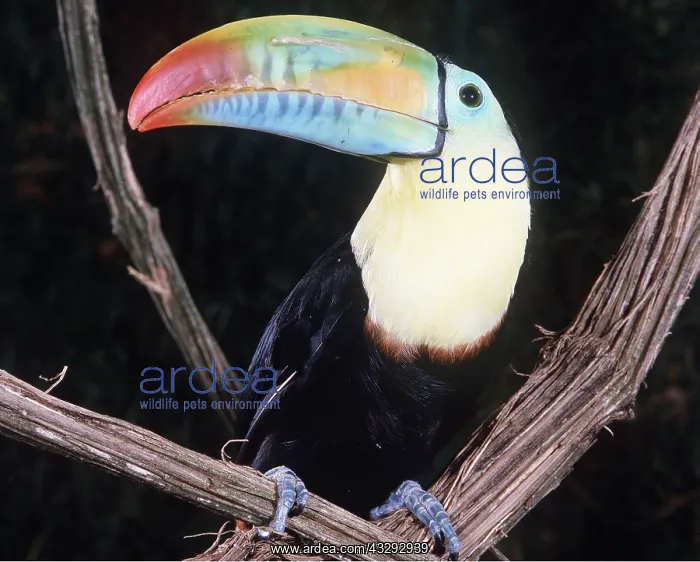 : Keel-Billed / Sulphur-Breasted TOUCAN : Keel-Billed / Sulphur-Breasted TOUCAN