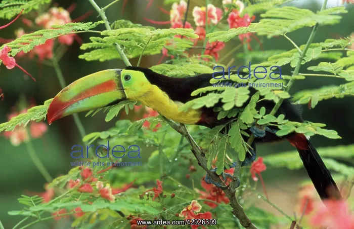 : Keel-Billed / Sulphur-Breasted TOUCAN - on branch : Keel-Billed / Sulphur-Breasted TOUCAN - on branch