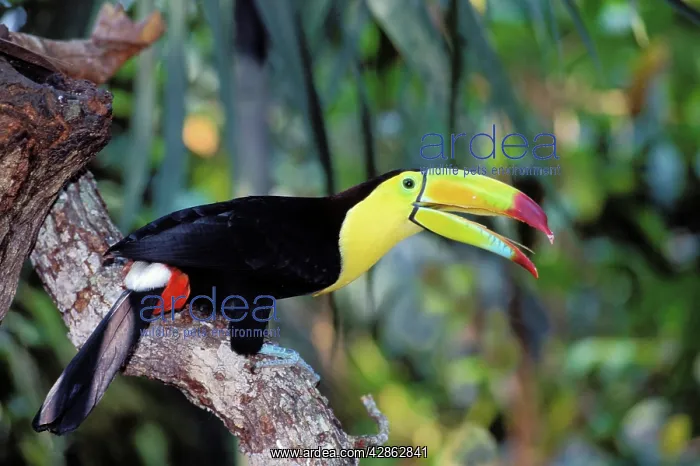 : Keel-Billed / Sulphur-Breasted TOUCAN - calling : Keel-Billed / Sulphur-Breasted TOUCAN - calling