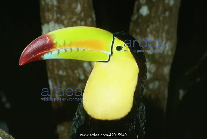 : Keel-Billed / Sulphur-Breasted TOUCAN - close-up of head : Keel-Billed / Sulphur-Breasted TOUCAN - close-up of head