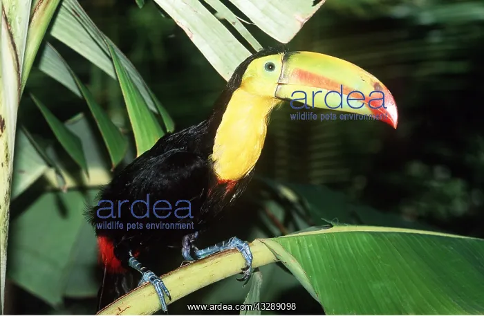  : Keel-Billed  /  Sulphur-Breasted TOUCAN - perched on branch