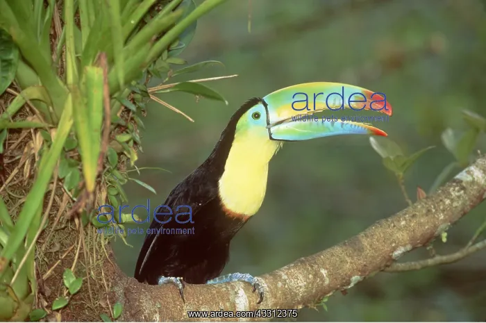 : Keel-Billed / Sulphur-Breasted TOUCAN - perched on branch : Keel-Billed / Sulphur-Breasted TOUCAN - perched on branch