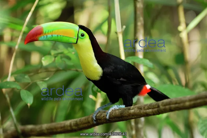 : Keel-billed Toucan : Keel-billed Toucan