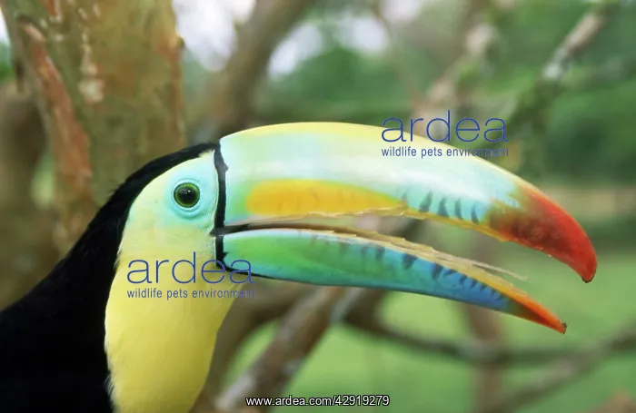 : Keel-billed Toucan : Keel-billed Toucan