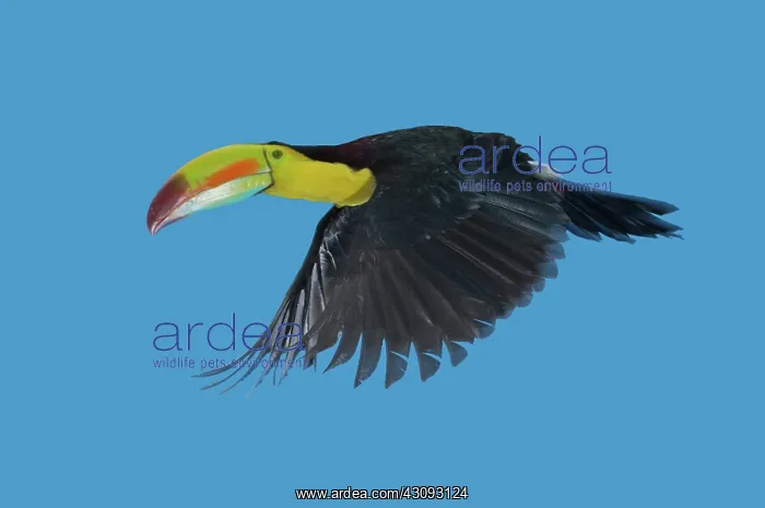 : Keel-billed Toucan : Keel-billed Toucan