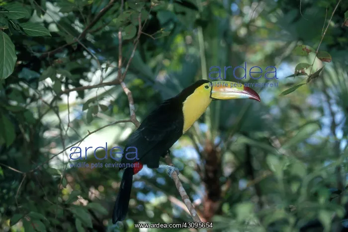 : Keel-billed Toucan : Keel-billed Toucan