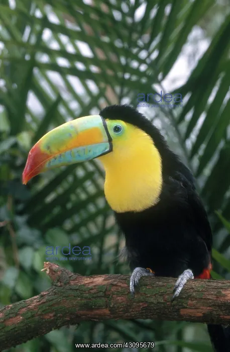 : Keel-billed Toucan : Keel-billed Toucan