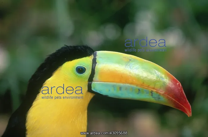 : Keel-billed Toucan : Keel-billed Toucan