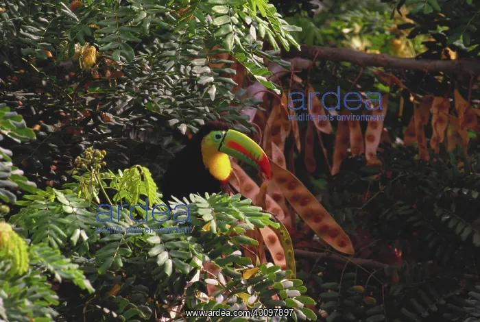 : Keel-billed Toucan : Keel-billed Toucan