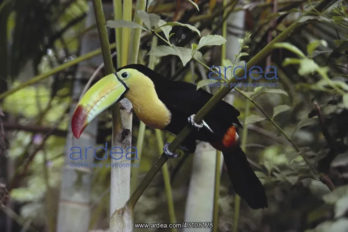 : Keel-billed Toucan : Keel-billed Toucan