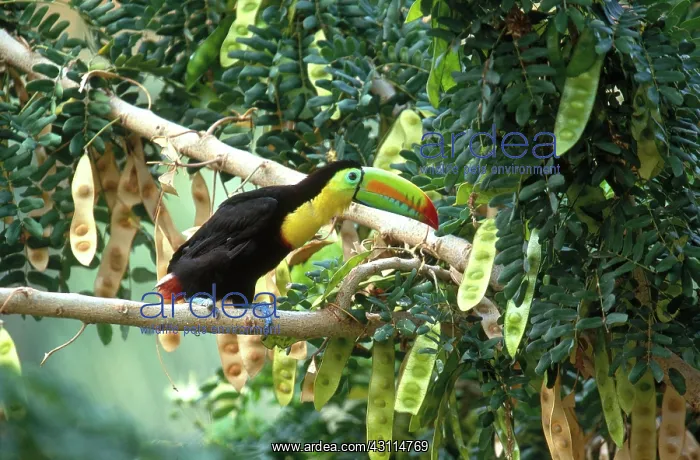 : Keel-Billed Toucan : Keel-Billed Toucan