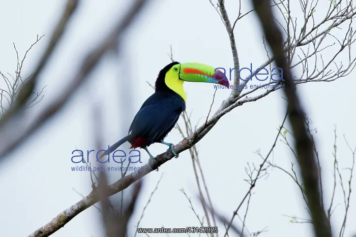 : Keel-billed Toucan : Keel-billed Toucan