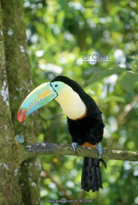 : Keel-Billed Toucan - on branch : Keel-Billed Toucan - on branch