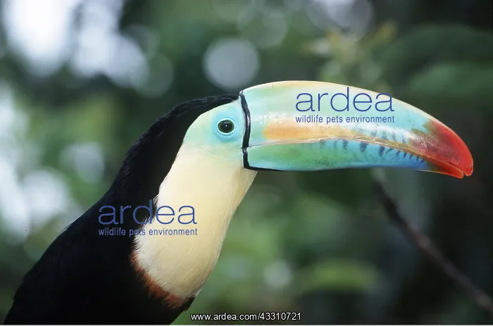 : KEEL-BILLED TOUCAN - close-up of head : KEEL-BILLED TOUCAN - close-up of head