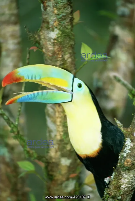  : Keel Billed TOUCAN - perched in tree