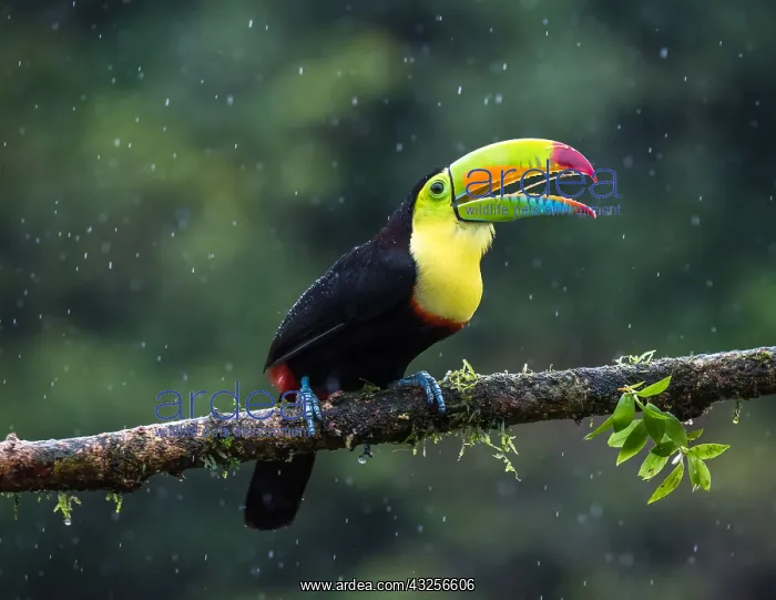 : Keel-billed Toucan (Ramphastos sulfuratos) perc : Keel-billed Toucan (Ramphastos sulfuratos) perc