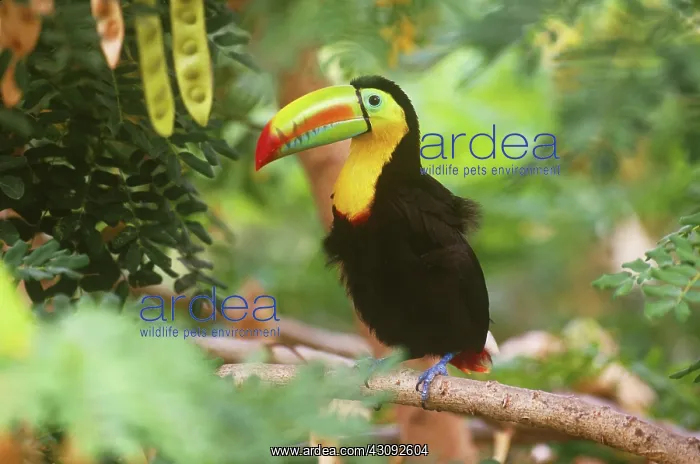  : Keel-billed Toucan (Ramphastos sulfuratus)
