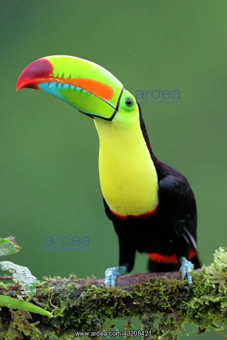 : Keel-billed Toucan (Ramphastos sulfuratus) on a : Keel-billed Toucan (Ramphastos sulfuratus) on a