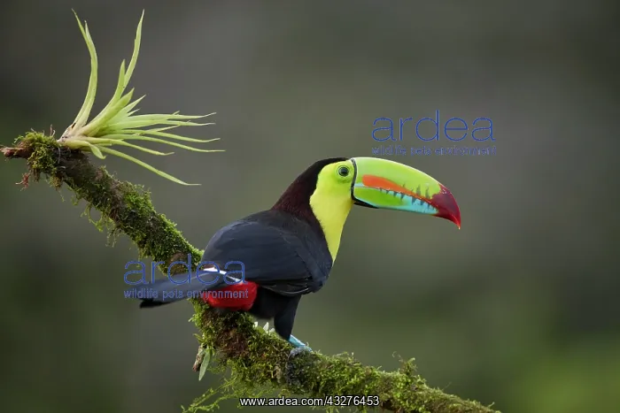 : Keel-billed Toucan (Ramphastos sulfuratus), sitting : Keel-billed Toucan (Ramphastos sulfuratus), sitting