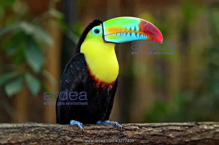: Keel-billed Toucan, also (Ramphastos sulfuratus) : Keel-billed Toucan, also (Ramphastos sulfuratus)