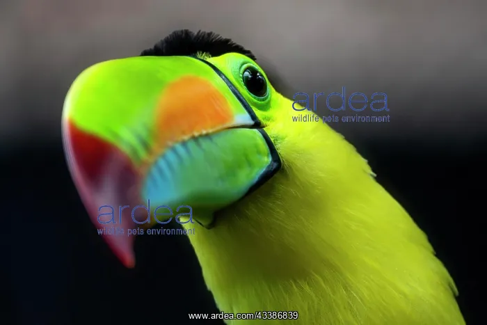: Keel-billed toucan (Ramphastos sulfuratus), animal p : Keel-billed toucan (Ramphastos sulfuratus), animal p