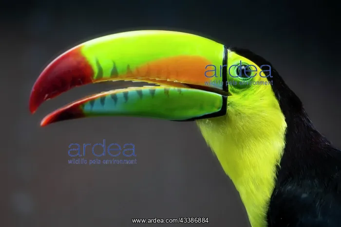 : Keel-billed toucan (Ramphastos sulfuratus), animal p : Keel-billed toucan (Ramphastos sulfuratus), animal p