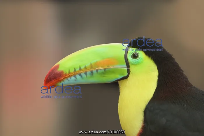 : Keel-billed Toucan (Ramphastos sulfuratus), animal : Keel-billed Toucan (Ramphastos sulfuratus), animal