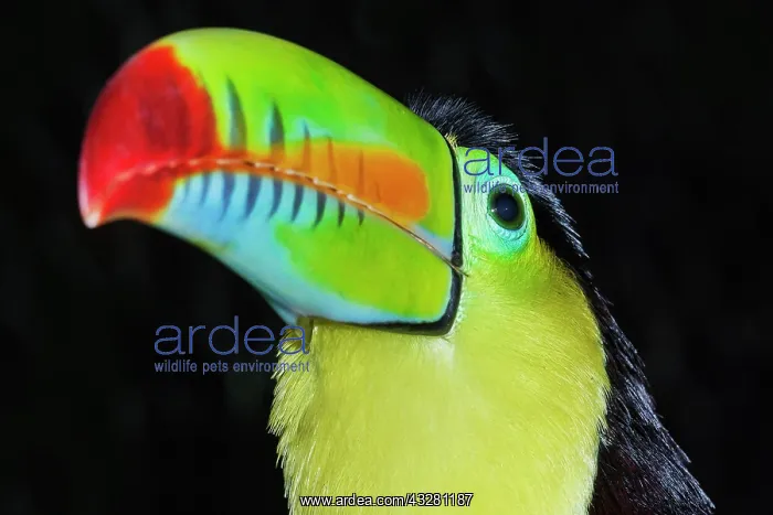 : Keel-billed toucan (Ramphastos sulfuratus), animal : Keel-billed toucan (Ramphastos sulfuratus), animal