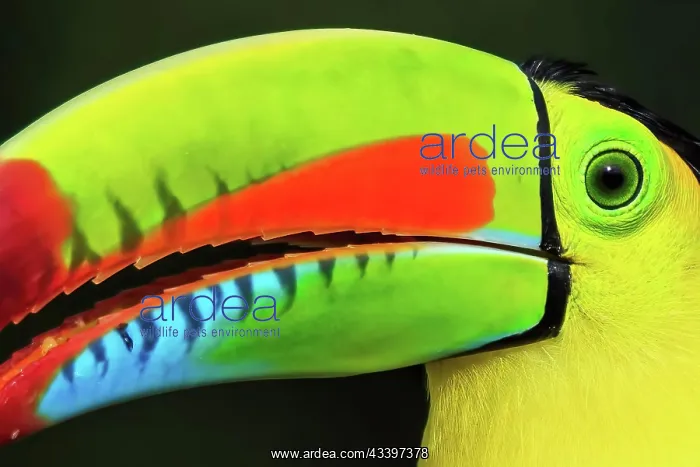 : Keel-billed toucan (Ramphastos sulfuratus), animal : Keel-billed toucan (Ramphastos sulfuratus), animal