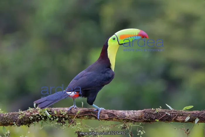 : Keel-billed Toucan Ramphastos sulfuratus Boco Tapada, Costa : Keel-billed Toucan Ramphastos sulfuratus Boco Tapada, Costa