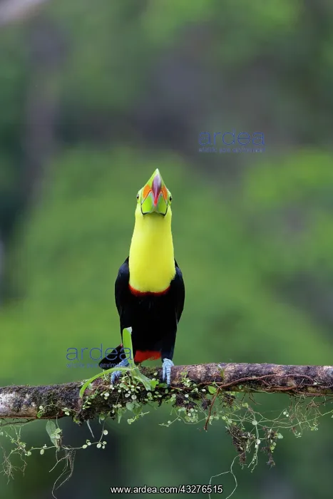: Keel-billed Toucan Ramphastos sulfuratus Boco Tapada, Costa : Keel-billed Toucan Ramphastos sulfuratus Boco Tapada, Costa