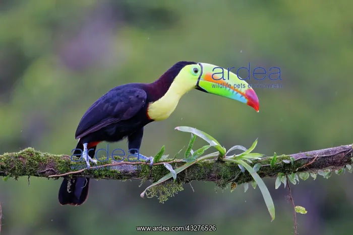 : Keel-billed Toucan Ramphastos sulfuratus Boco Tapada, Costa : Keel-billed Toucan Ramphastos sulfuratus Boco Tapada, Costa
