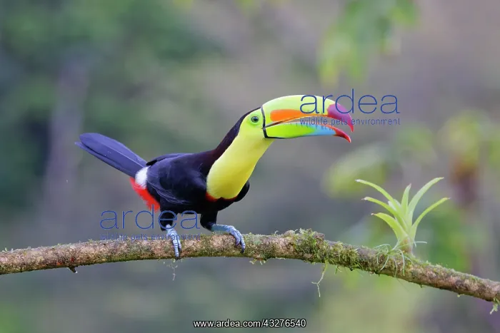 : Keel-billed Toucan Ramphastos sulfuratus Boco Tapada, Costa : Keel-billed Toucan Ramphastos sulfuratus Boco Tapada, Costa