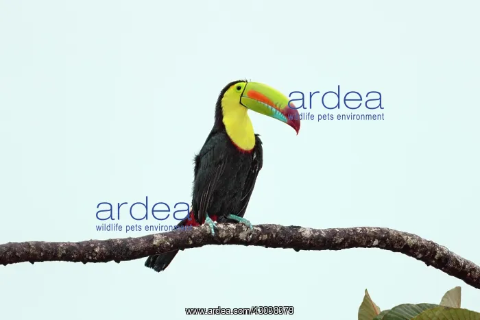 : keel-billed toucan Ramphastos sulfuratus in tree in Cos : keel-billed toucan Ramphastos sulfuratus in tree in Cos