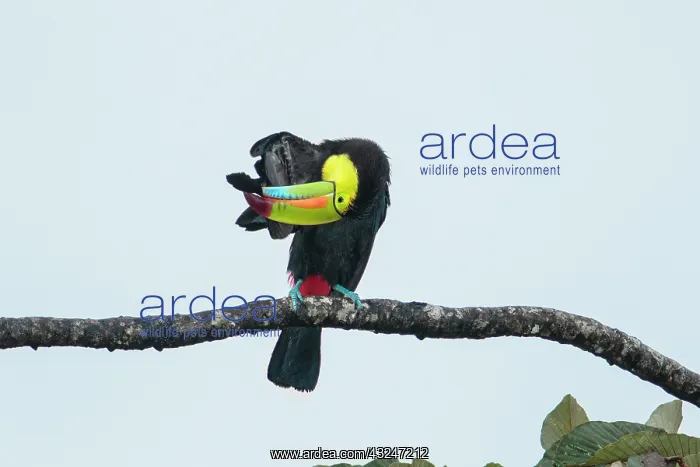 : keel-billed toucan Ramphastos sulfuratus in tree in Cos : keel-billed toucan Ramphastos sulfuratus in tree in Cos
